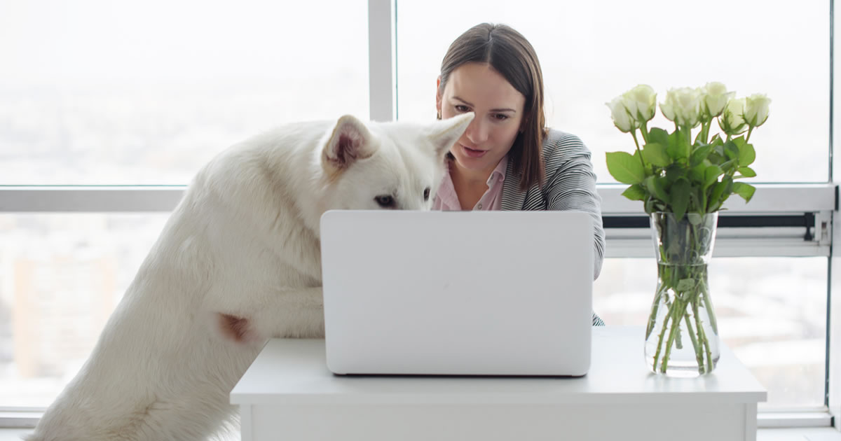 Woman working at home on laptop with white shepherd dog looking on