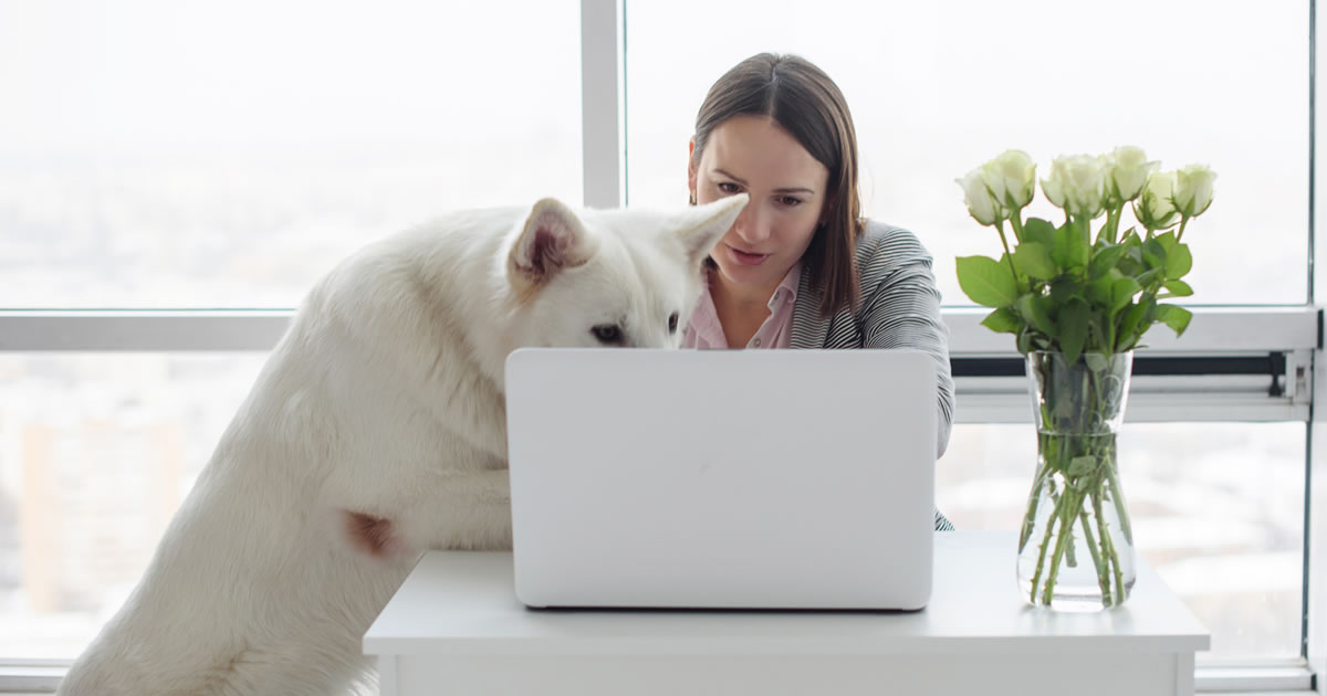 Woman working on laptop at home with white shepherd dog leaning up onto desk next to her