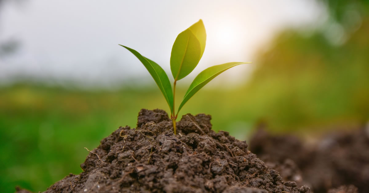 Green plant sprout breaking through the dirt