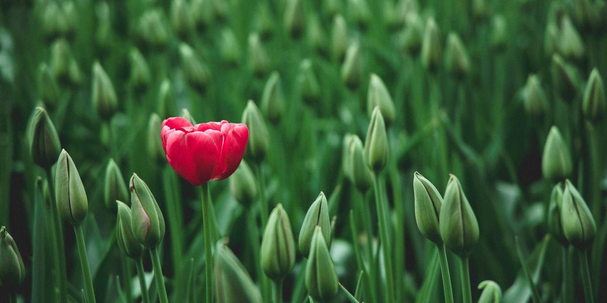 Uma flor vermelha em um campo de grama verde