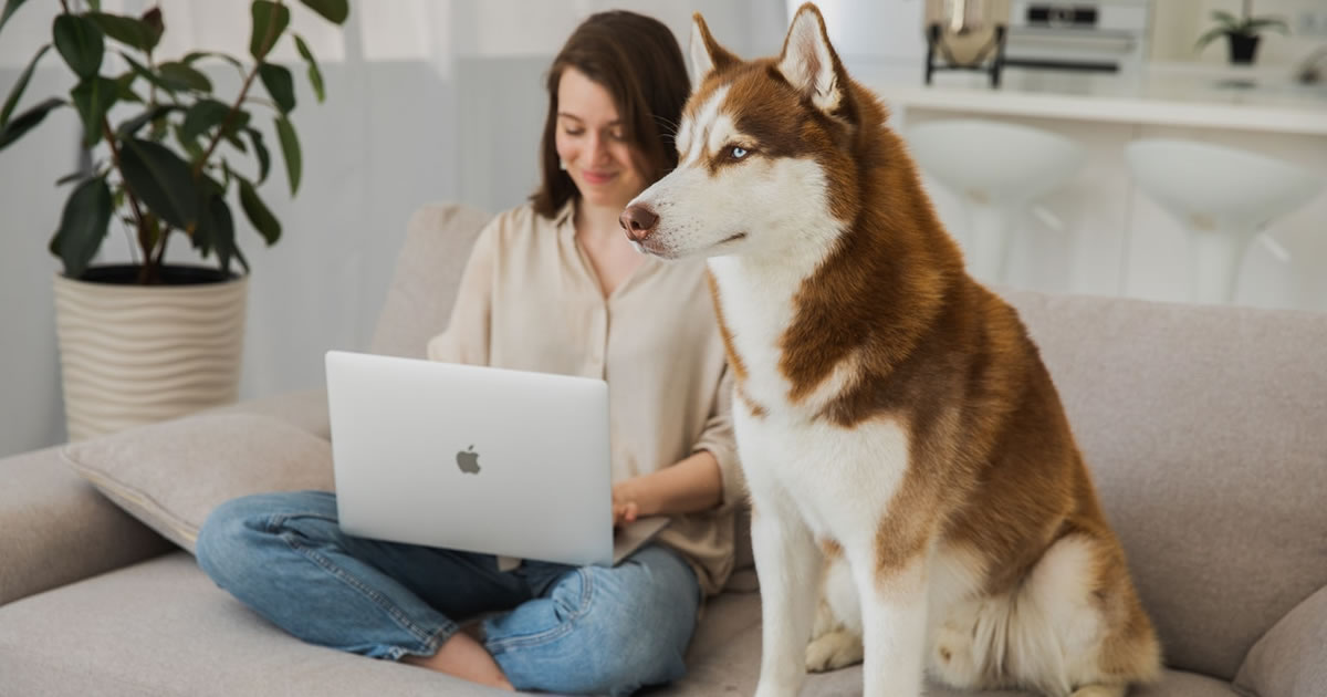 Woman writing on laptop with a white and brown Siberian dog sitting next to her on sofa