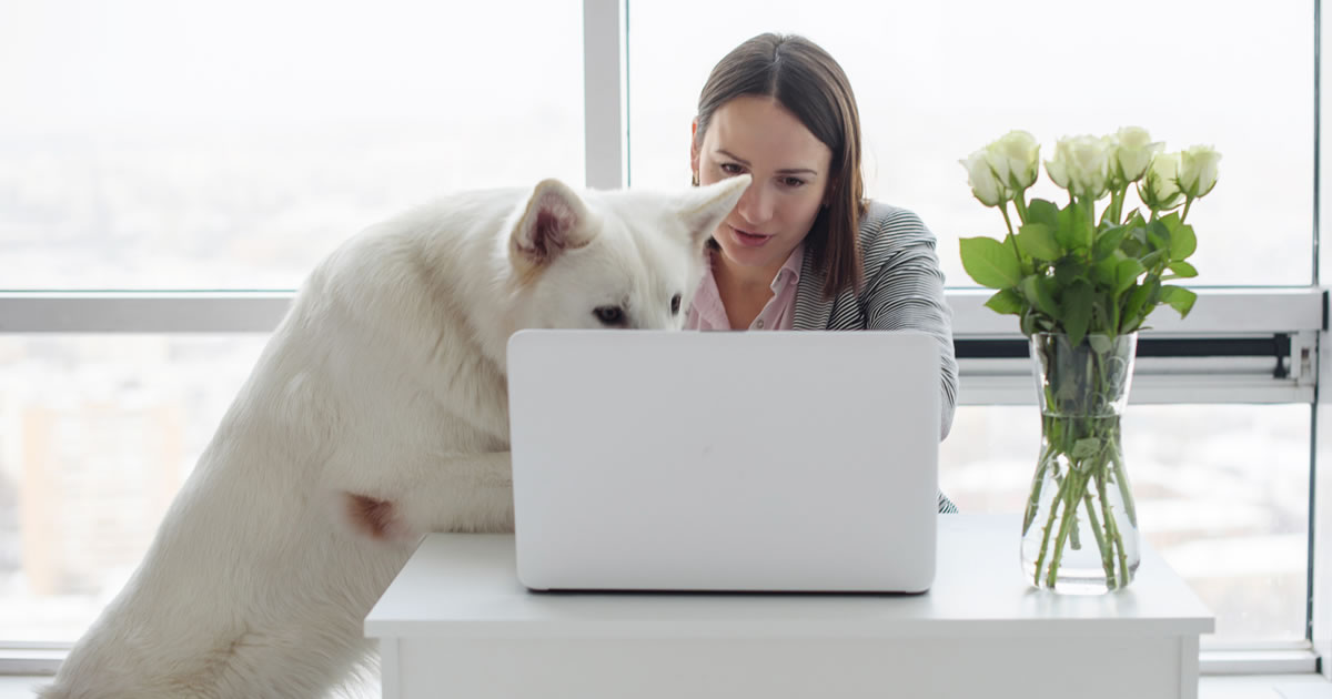 Female writing on laptop at home with help from white shepherd