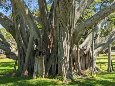Beautiful trees near writer John Diamondidis's home in Florida