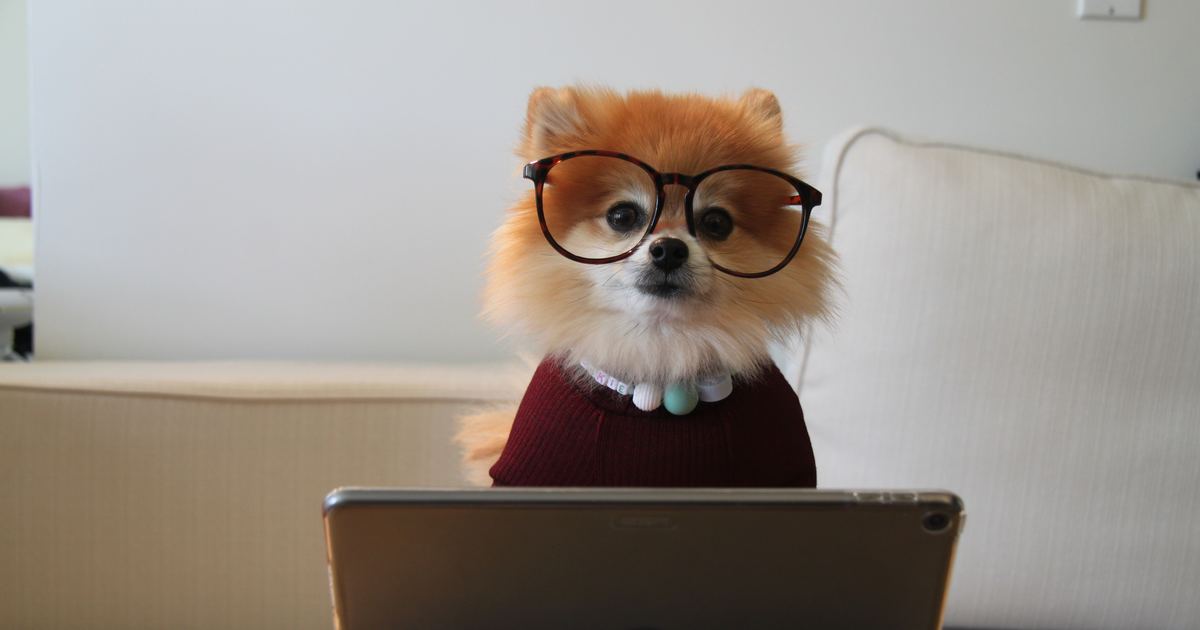 Smart dog working on computer