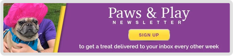 Pet Care Newsletter Signup Screenshot 4