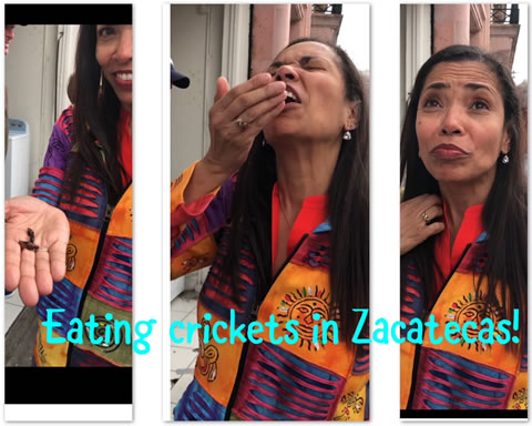 Carline eating crickets in Zacatecas, Mexico