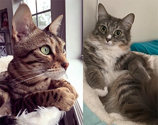 G's cats Simba and Nala