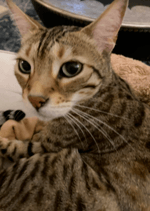 Simba, G's cat curled up, looking towards the camera