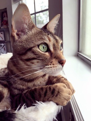G's cat Simba, with his ears perked up ready to listen