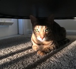 Simba, G's cat looking towards the camera disapprovingly