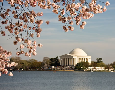 Jefferson Memorial in Cherry Blossom Season