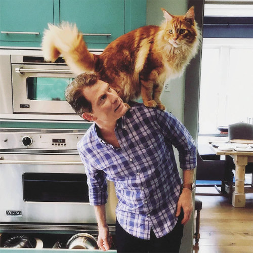 Nacho the cat on the shoulder of Bobby Flay